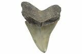 Serrated, Fossil Megalodon Tooth - North Carolina #348291-1